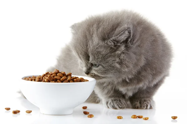 Britânico longo cabelo gatinho — Fotografia de Stock