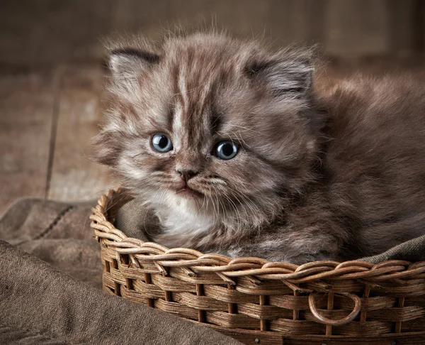 Britânico longo cabelo gatinho — Fotografia de Stock