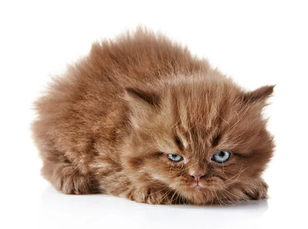 Wütendes Kätzchen — Stockfoto