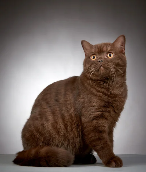 Marrone britannico pelo corto gatto — Foto Stock