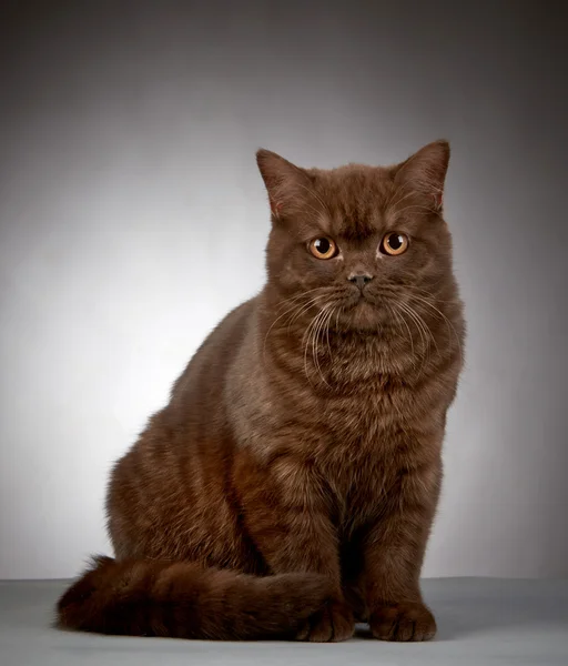 Brown british short hair cat — Stock Photo, Image