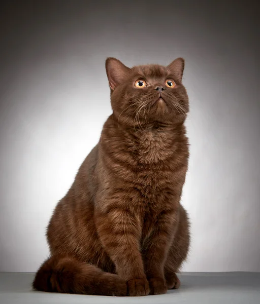 Καστανά Βρετανοί σύντομο μαλλιά γάτα — Φωτογραφία Αρχείου