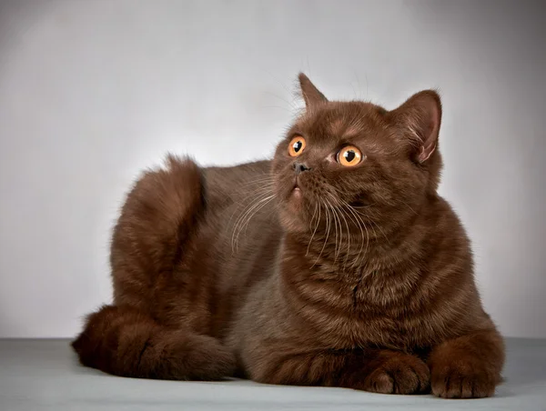 Marrón británico pelo corto gato —  Fotos de Stock