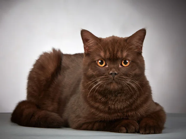 Kot brytyjski brązowy krótkie włosy — Zdjęcie stockowe