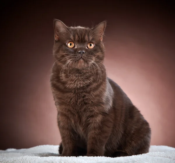 Hnědé britské krátké vlasy kočka — Stock fotografie