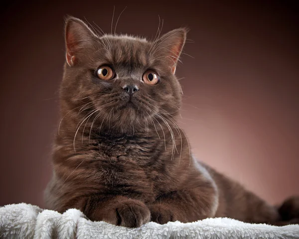 Brown british short hair cat — Stock Photo, Image