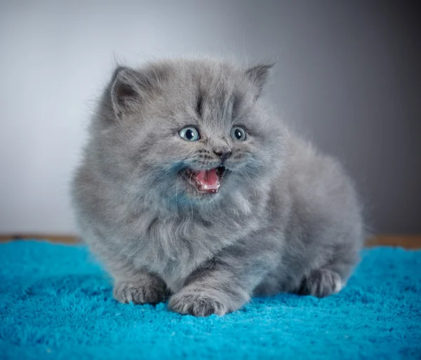 British long hair kitten — Stock Photo, Image