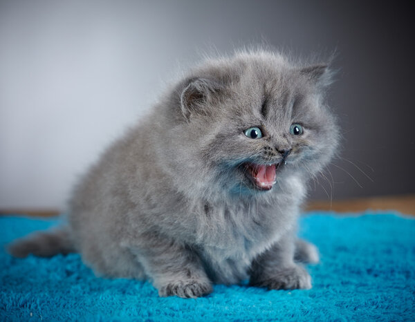british long hair kitten