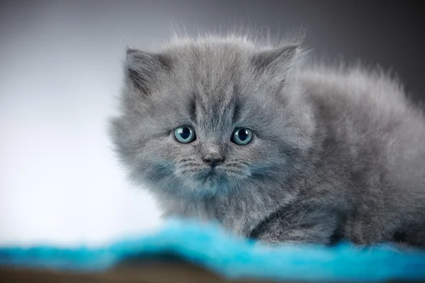 British long hair kitten — Stock Photo, Image