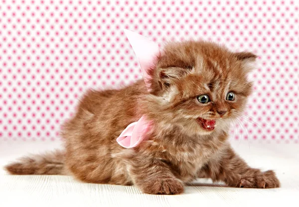 Βρετανική μακρυμάλλη γατάκι — Φωτογραφία Αρχείου
