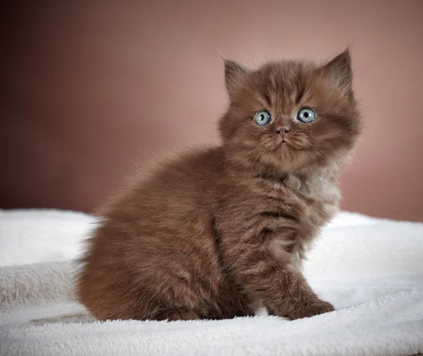 İngiliz uzun saç yavru kedi — Stok fotoğraf