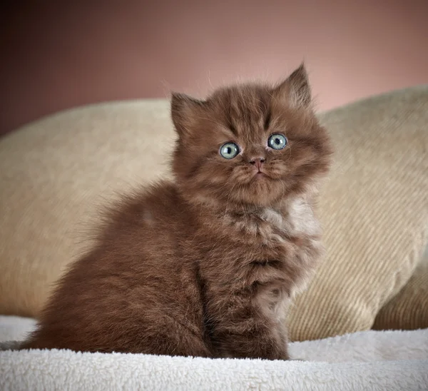 Britânico longo cabelo gatinho — Fotografia de Stock