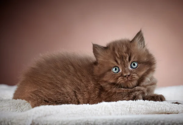 Britânico longo cabelo gatinho — Fotografia de Stock