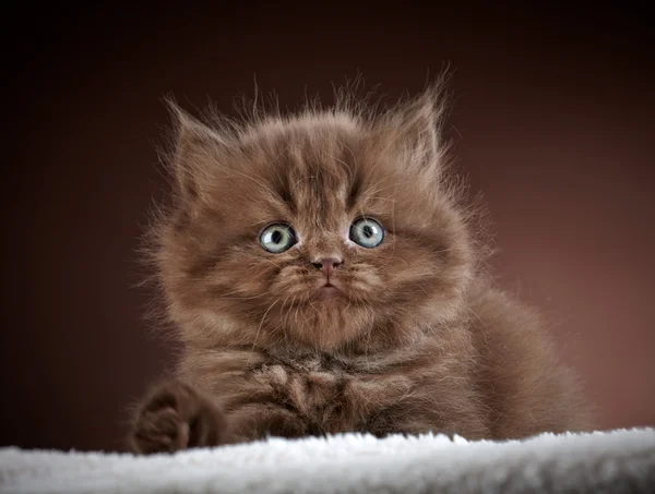 Gatito británico de pelo largo —  Fotos de Stock