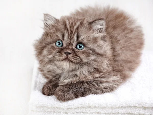 Britânico longo cabelo gatinho — Fotografia de Stock