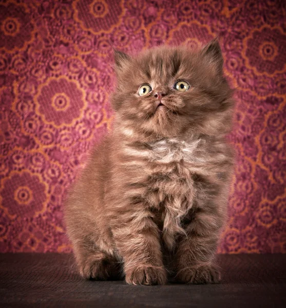 Gatito británico de pelo largo — Foto de Stock