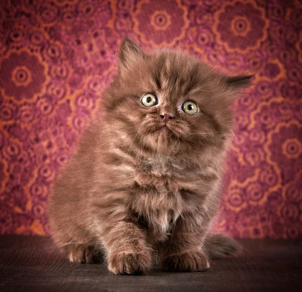 British long hair kitten — Stock Photo, Image