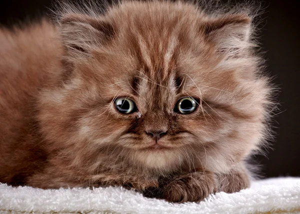 Britânico longo cabelo gatinho — Fotografia de Stock