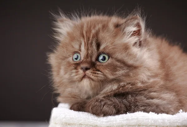 Britannico gattino capelli lunghi — Foto Stock