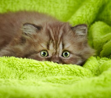 İngiliz uzun saç yavru kedi