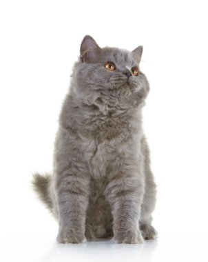 gray british long hair kitten clipart