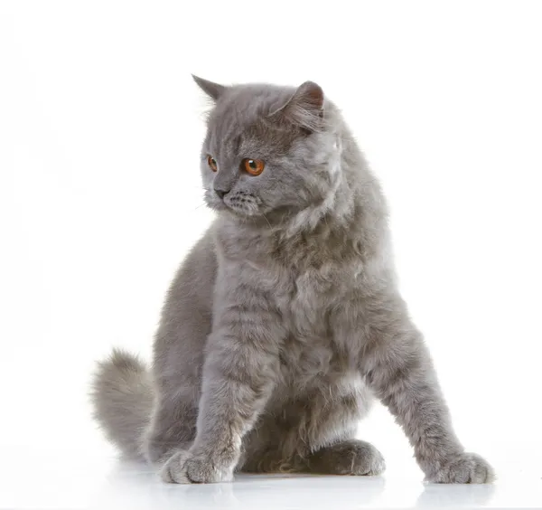 Gray british long hair kitten — Stock Photo, Image