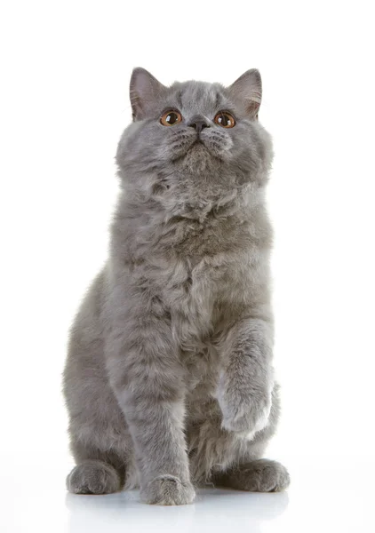 Gray british long hair kitten — Stock Photo, Image