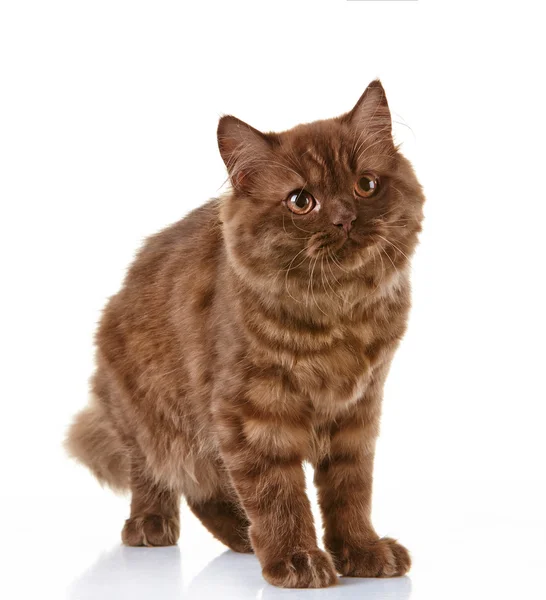 Brown british long hair kitten — Stock Photo, Image