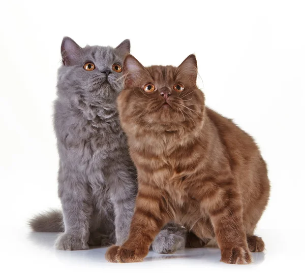 Brittiska långt hår kattungar — Stockfoto