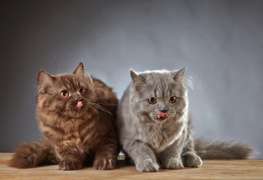 İki İngiliz longhair yavru kedi