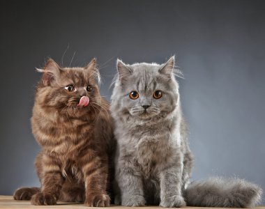 İki İngiliz longhair yavru kedi