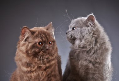 İki İngiliz longhair yavru kedi