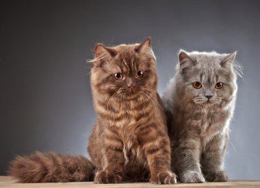 İki İngiliz longhair yavru kedi