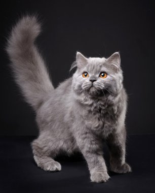 gri İngiliz longhair yavru kedi