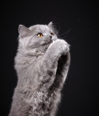 gri İngiliz longhair yavru kedi