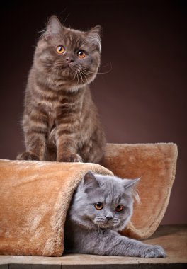 İngiliz longhair yavru kedi