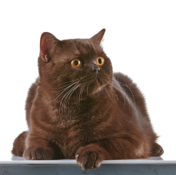 Brown british short hair cat — Stock Photo, Image