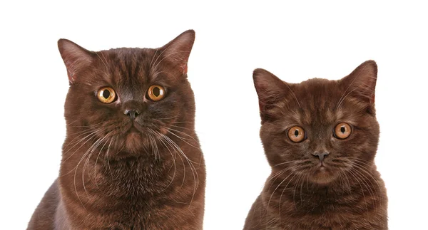 Bruin Britse kort haar kat en kitten — Stockfoto