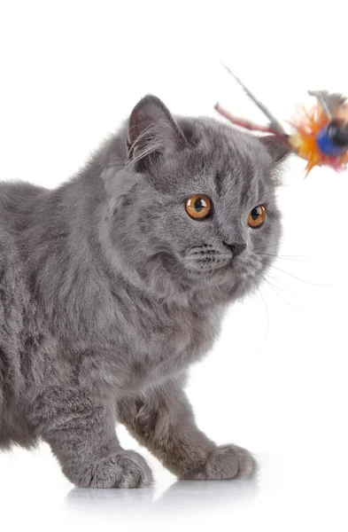 Kociak szary brytyjskich długie włosy — Zdjęcie stockowe