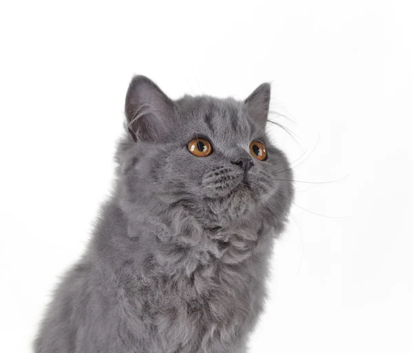 Grå brittiska långt hår kattunge — Stockfoto