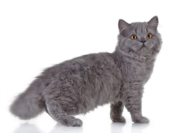 Gray british long hair kitten — Stock Photo, Image