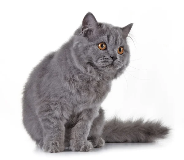 Gray british long hair kitten — Stock Photo, Image