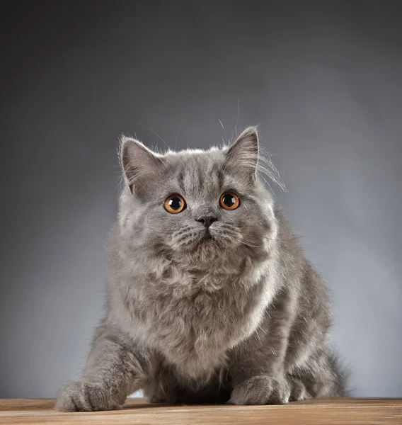 Portrait de chaton à poil long britannique — Photo