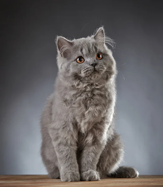 Сірий британський довгошерстий кошеня — стокове фото