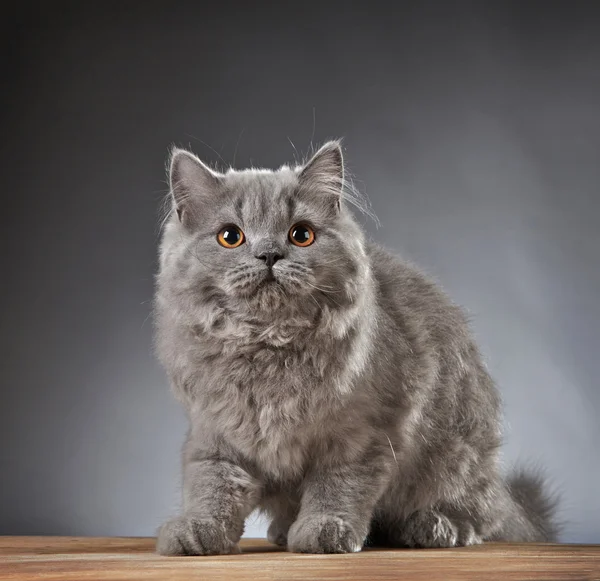 Portrait de chaton à poil long britannique — Photo
