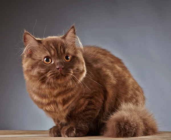 Brown british longhair kitten — Stock Photo, Image