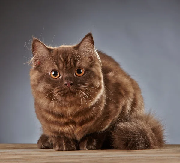 Brązowy brytyjski długowłosy kotek — Zdjęcie stockowe