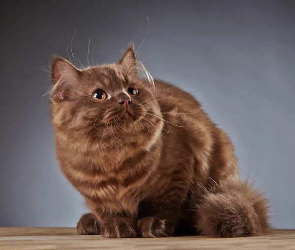 Brown british longhair kitten — Stock Photo, Image