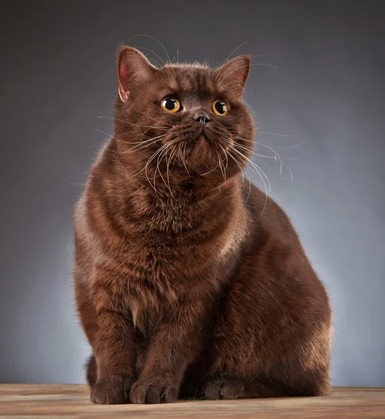 Hnědá britská krátkosrstá kočka — Stock fotografie