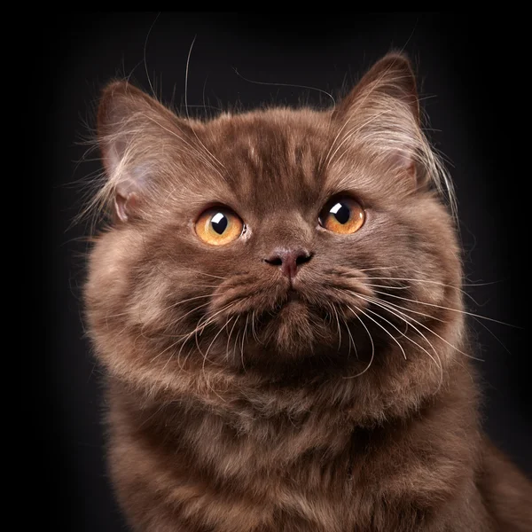 British longhair kitten — Stock Photo, Image